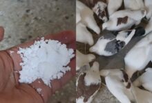 اهمية الملح الطعام للحمام لزيادة الانتاج البيض والزغاليل؟