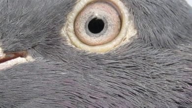 علاج مرض العين الواحدة بالحمام