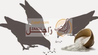 تعرف على أهمية ملح الطعام في تغذية الحمام