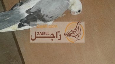 علاج مرض النيوكاسل في الحمام