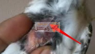 علاج مرض التسييف عند الحمام