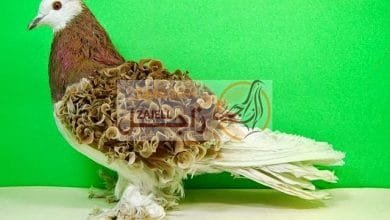 مواصفات الحمام الكيرلي