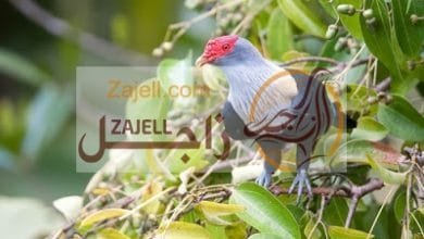 مواصفات الحمام سيشل الفاكهة الزرقاء