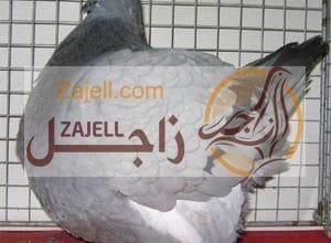 مواصفات الحمام الموندين