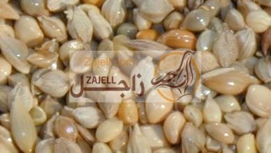 إرشادات في التغذية السليمة للحمام