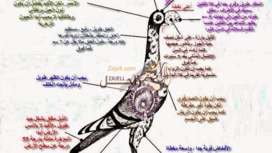 مواصفات الحمام الكارير