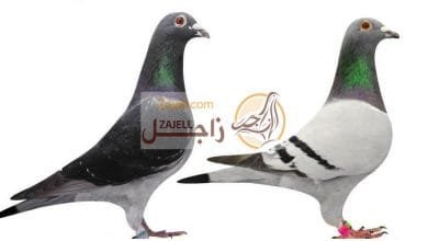 كيفية التعامل بحرفية وفن مع حمام السباق