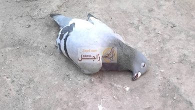 علاج مرض الدوار أو الدوخة عند الحمام