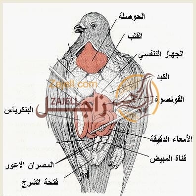 ملف كامل عن الجهاز العضلي للحمام