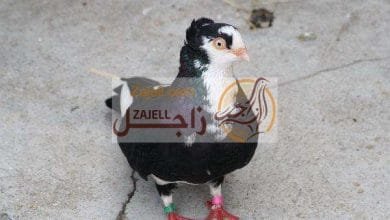 صور حمام البهلوان