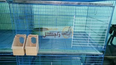 ملف كامل عن الشروط الصحية لسلاكات الحمام