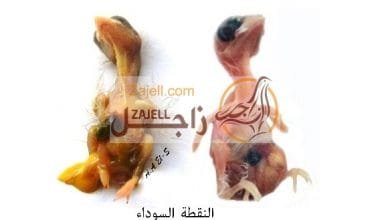 كيفية علاج مرض النقطة السوداء فى زغاليل الحمام