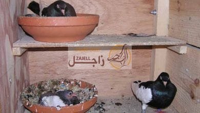 كيفية علاج مشكلة عدم الخصوبة للذكور المسنة عند الحمام