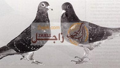 ملف كامل عن فيروس الأدينو الذي يصيب الزغاليل