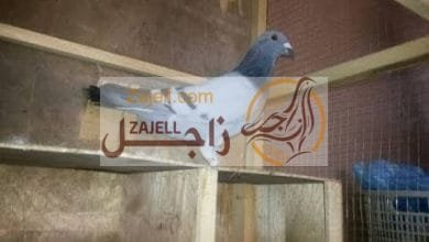 ايه هو علاج التهاب المفاصل في الحمام