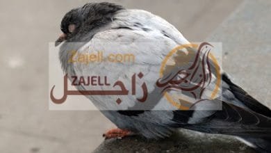 أسباب وعلاج مرض الكيس الدهني عند أناث الحمام