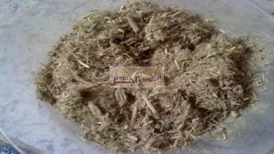 العرقسوس لعلاج أمراض الحمام