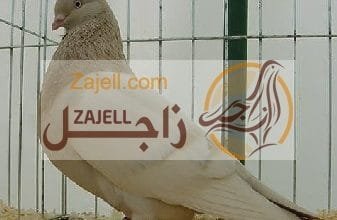 تعرف على أسباب وأعراض وطرق علاج مرض التعفن المعوي في زغاليل الحمام