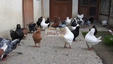 ازاي اعالج النتاية من شلل العظام النخاعية