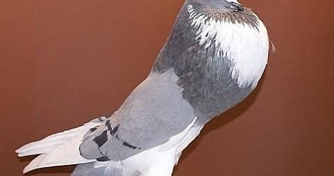 الحمام النفاخ