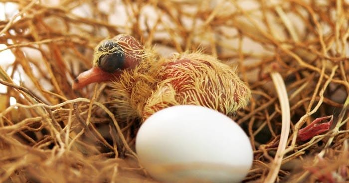 حل مشكله حجم الزغلول بعد الفقس