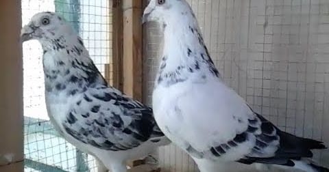 الحمام الكرزلي