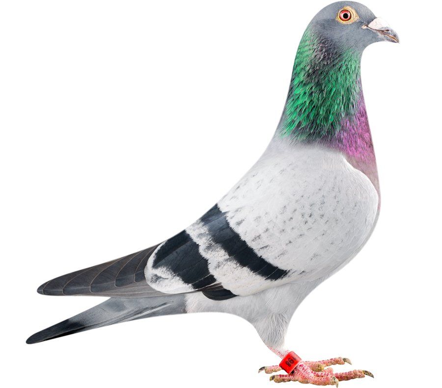 This Is What A $400,000 Pigeon Looks Like